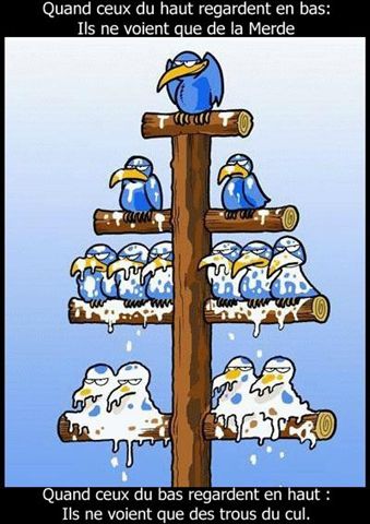 hierarchie_oiseaux