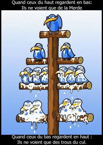 hierarchie_oiseaux