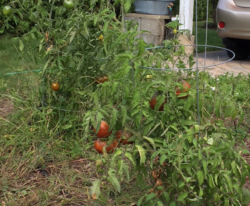 tomate2